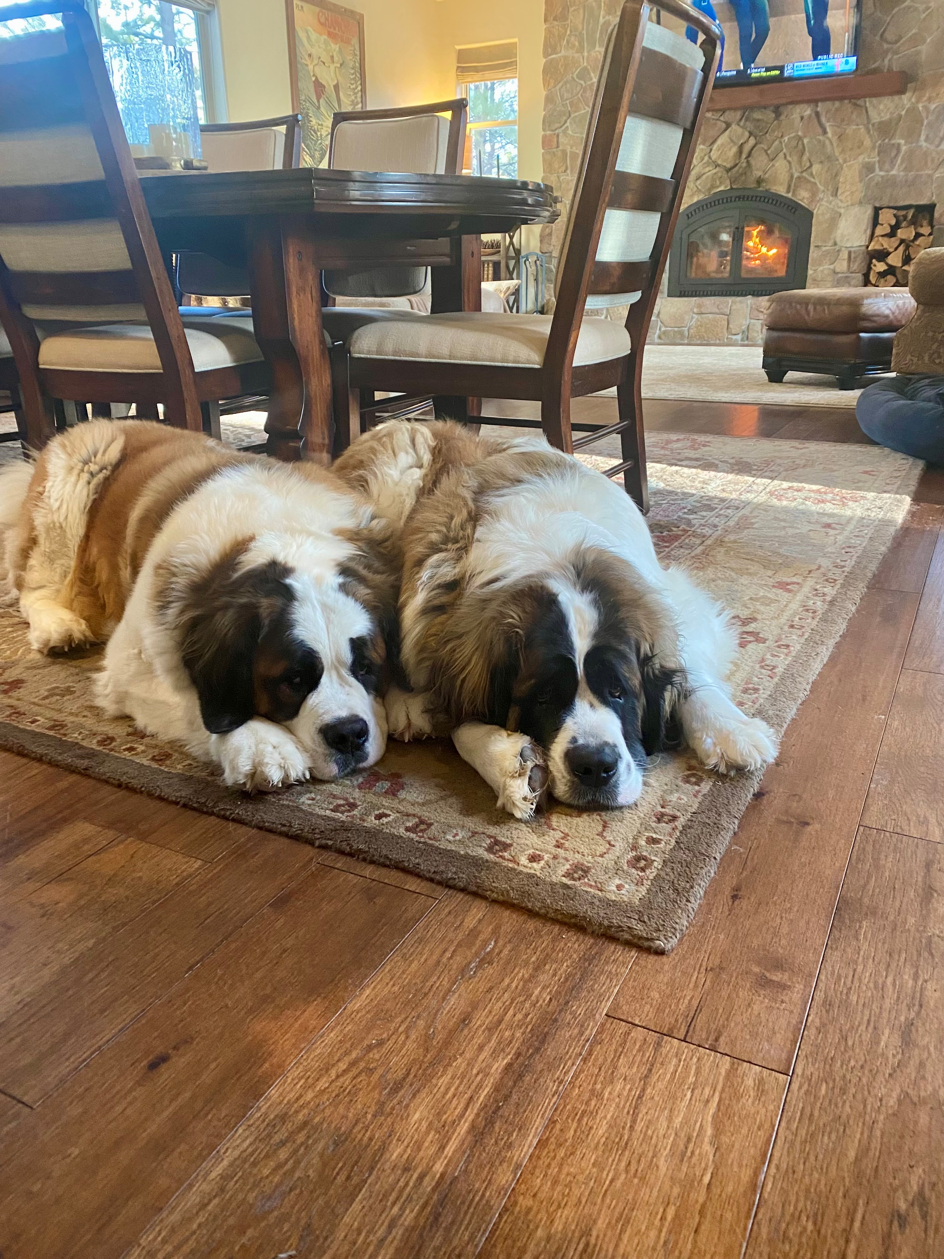 The Crafts’ Saint Bernards resting near the fireplace