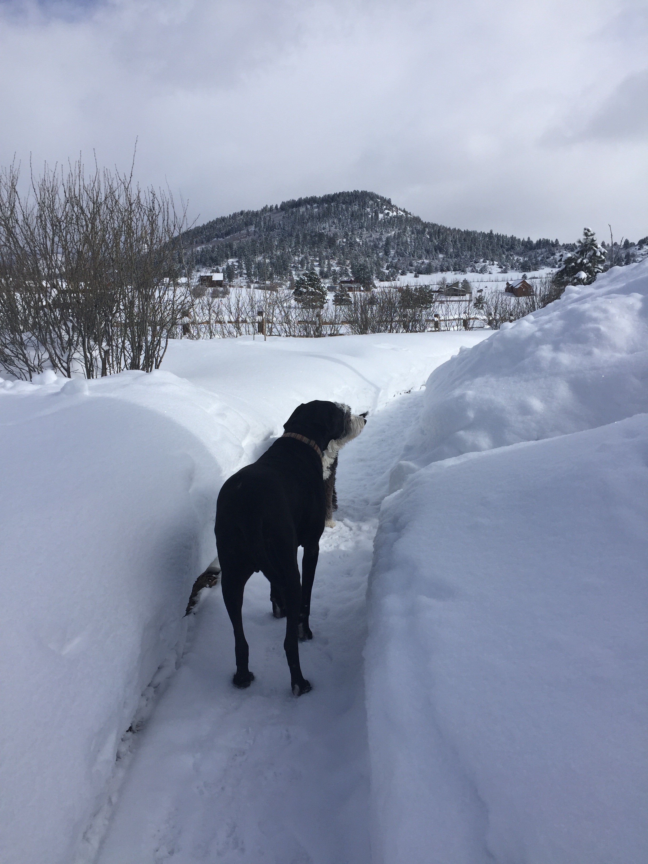 A Saint Bernard on a snowy path