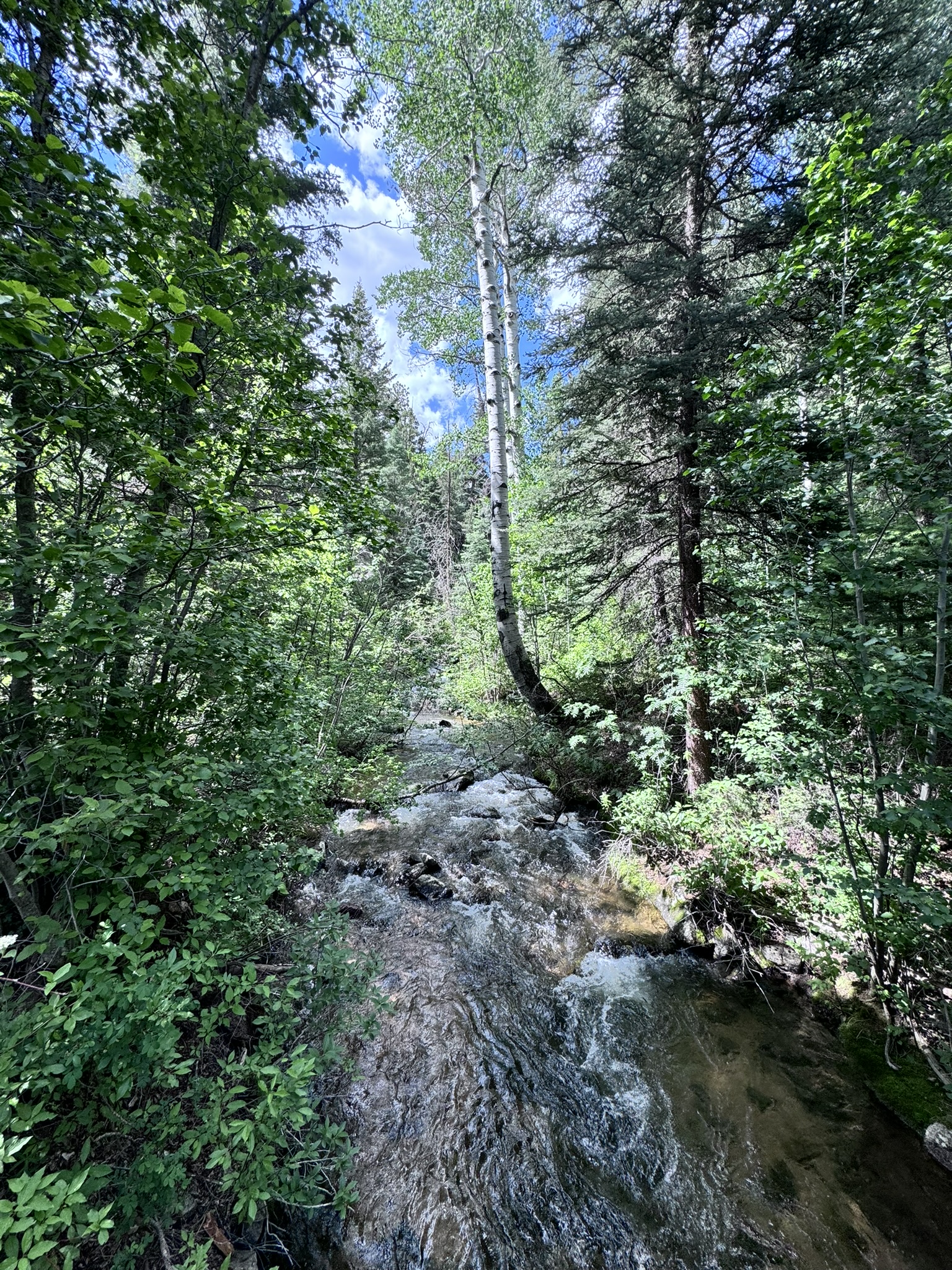 Water flowing through a wooded creek