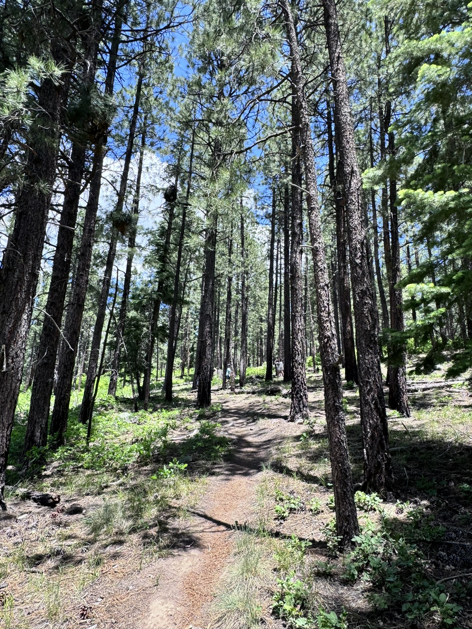 A path among tall pine trees