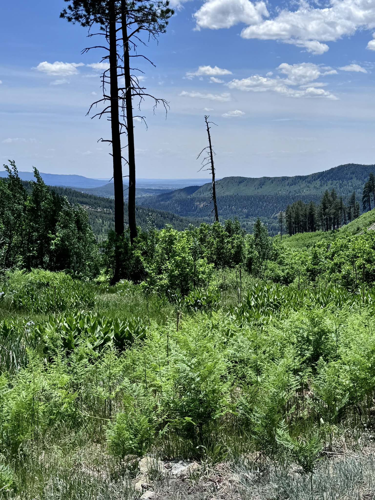 Green hillside overlooking a forested valley