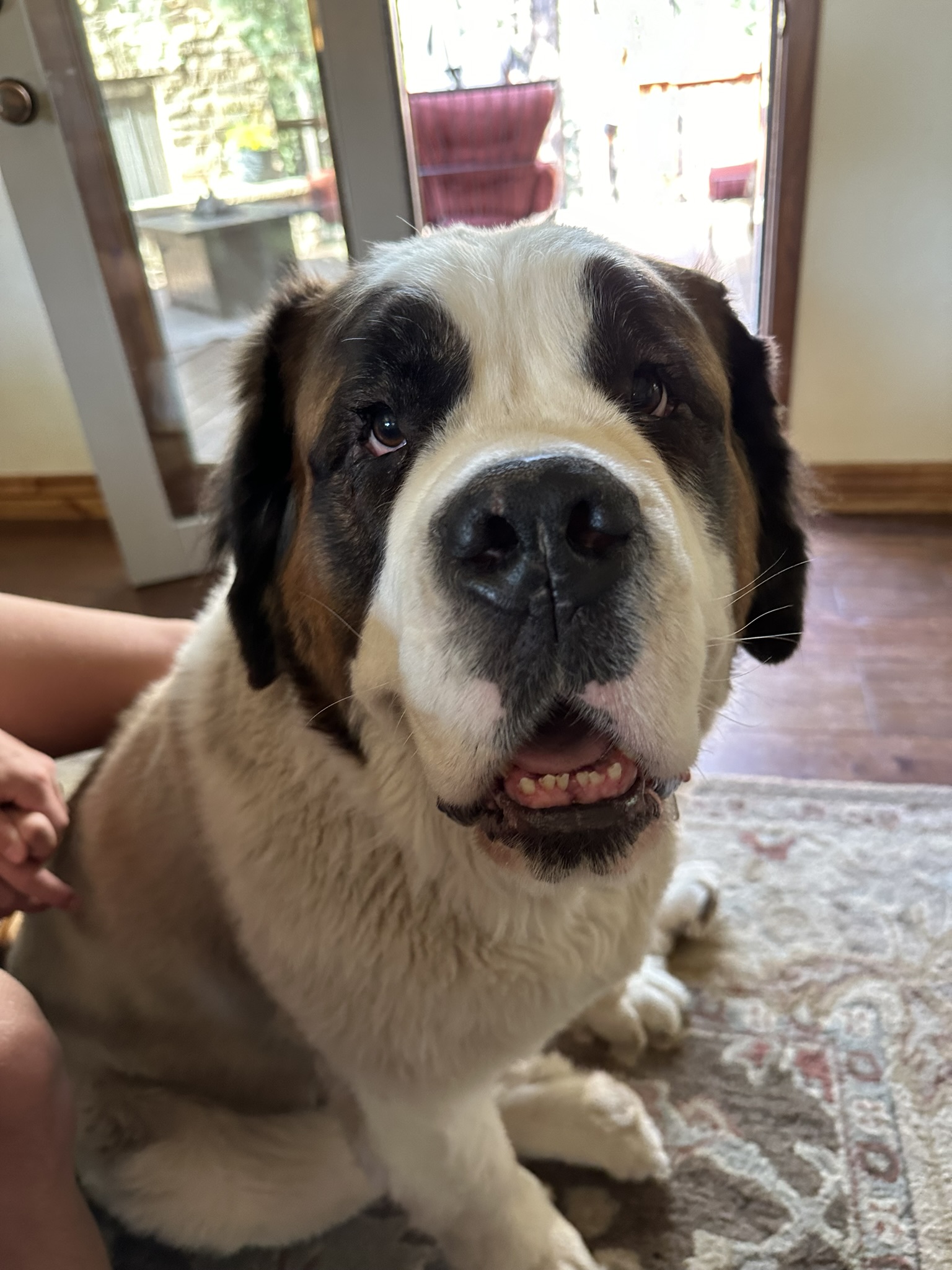 A Saint Bernard sitting indoors