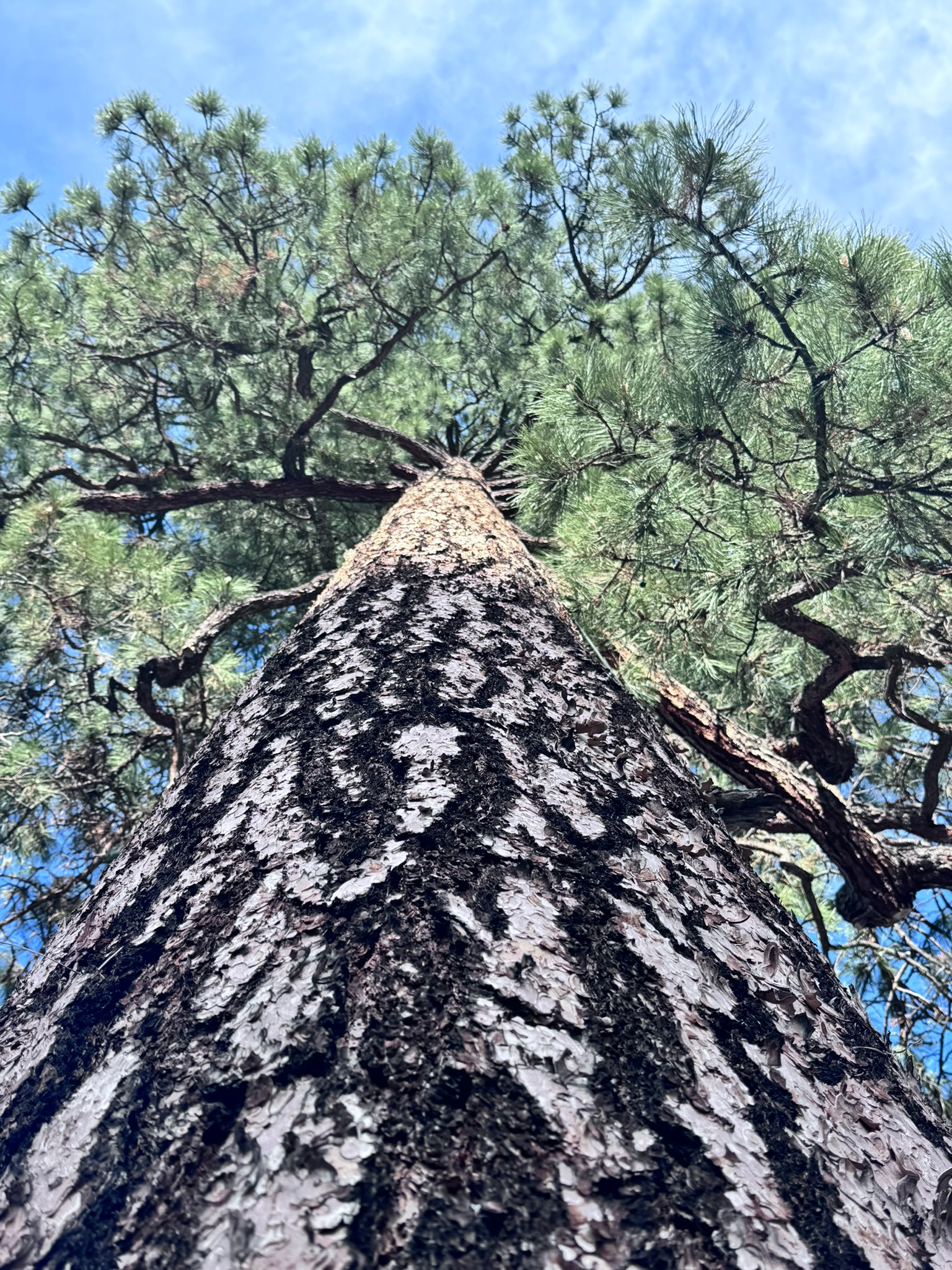 Ponderosa forest canopy in Southwest Colorado